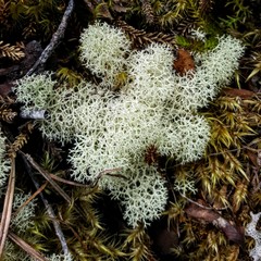 Lichens and moss